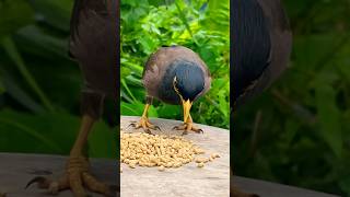 Download lagu Birds For Cats 🐱 CAT TV Birds Crimping #cattv #backyard #wildlife #birdfeeder #birds mp3