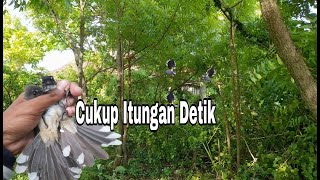Download lagu Trik Ampuh Pikat Burung Sikatan Kipas Coba Cara Ini 100% Matap mp3