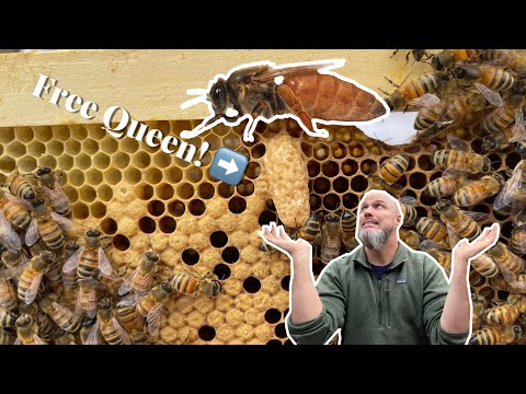 The EASIEST way to make new queens and EXPAND your Apiary!