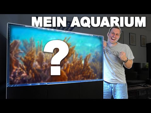 This is my NEW AQUARIUM from New Wave + @NEYTROP turns 1 year old 🎉