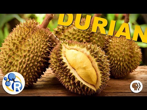 The Smell of Durian Explained (ft. BrainCraft, Joe Hanson, Physics Girl & PBS Space Time)