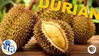 The Smell of Durian Explained (ft. BrainCraft, Joe Hanson, Physics Girl & PBS Space Time)