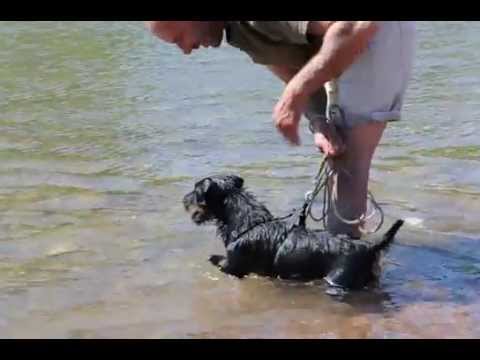 Jagdterrier  NLT - Don red Philip's Pet's au plaisir à l'eau.