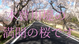 ひたすら木曽川堤さくらドライブ