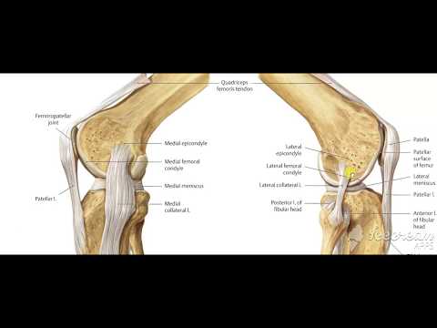 Quadeiceps insertion