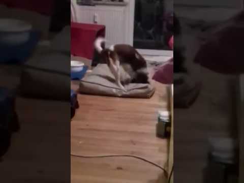 Gokito, endlich Spaß im Leben