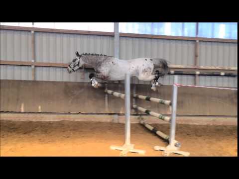 3j Wallach Mentano K/Mentos x  Mac Geyver N/Magnum 1,46m z.Zt