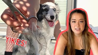 How to REMOVE Matting In Dog’s Fur AT HOME! (Easy & Painless)