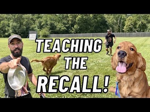 HOW TO Train Your Dog/ Puppy To COME WHEN CALLED!