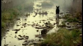 Bonnie "Prince" Billy - Live in München Club 2 2001 - 07 Come In