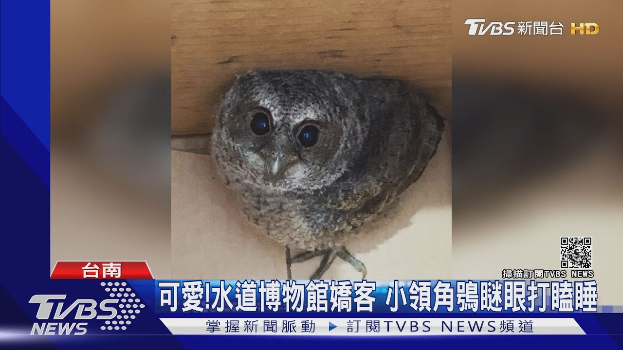 「愛睏」領角鴞草地打瞌睡 水道博物館版「愛的迫降」