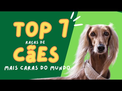 Quanto vale seu cão? Conheça as 7 raças mais caras e faça as contas!