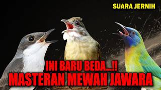 Download lagu MASTERAN PALING BANYAK DICARI, TEMBAKAN PEDAS PETULAK JINGJING CUCAK CUNGKOK KAPAS TEMBAK mp3 Download lagu MASTERAN PALING BANYAK DICARI, TEMBAKAN PEDAS PETULAK JINGJING CUCAK CUNGKOK KAPAS TEMBAK mp3
