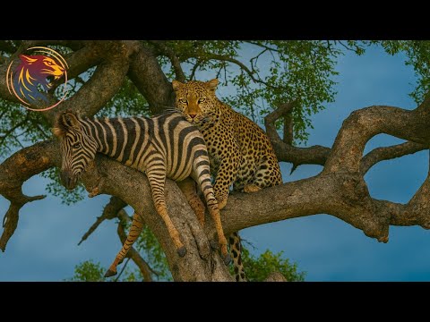 Quênia Selvagem: Terra de Predadores Brutais #animaisselvagens | Animais selvagens