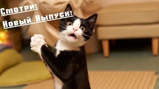 Приколы про животных Смешное видео про котов, собак и не только Такого Вы еще не видели! Выпуск 13
