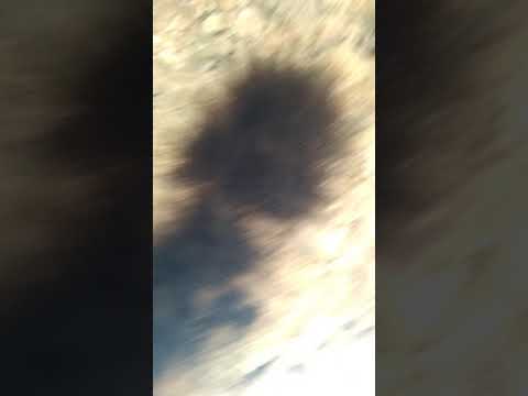 Spiders! Cluster of harvestman, or daddy longlegs