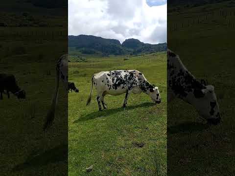 Vereda campo hermoso la belleza Santander