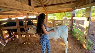 Porque vamos vender nossas leiteiras? 