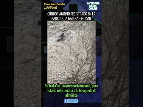 En #Esmeraldas, un cóndor andino fue avistado en la parroquia Galera, #Muisne