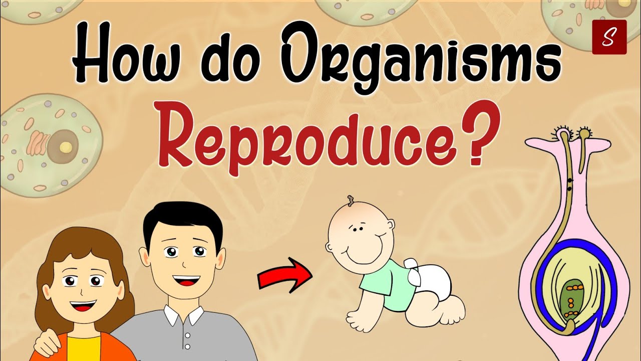 How Do Organism Reproduce Class 10 Full Chapter (Animation) | Class 10 Science Chapter 8 | CBSE