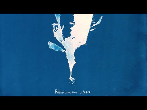 Ghost Protists - trailer | IFFR 2025