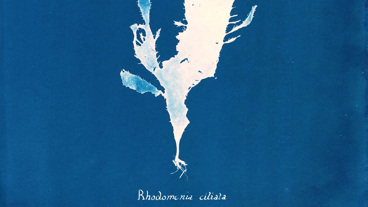 Ghost Protists - trailer | IFFR 2025