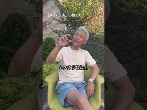 園芸 ムスカリ ラティフォリウム