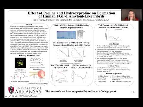 Effect of Proline on Formation of Human FGF Amyloid-Like Fibrils