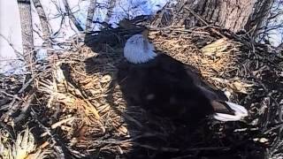 Decorah Eagles,Mom Keeps Eagle Eye On Squawking Crow Or Raven,2/19/15