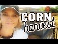 Corn Harvest 2019 : This Farm Wife Attempts to Drive Combine