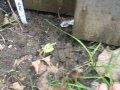 Ground Zero Before My Garden Turned Unto A Jungle