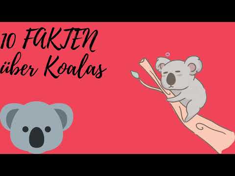 10 FAKTEN über den Koala