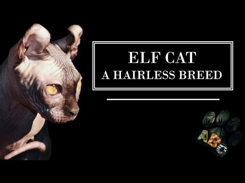 ELF CAT - The curly eared Sphynx