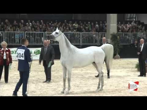 N.204 WILDA - Verona 2015 - Mares 10 years old and over (Class 9)