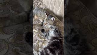 はいよろこんで