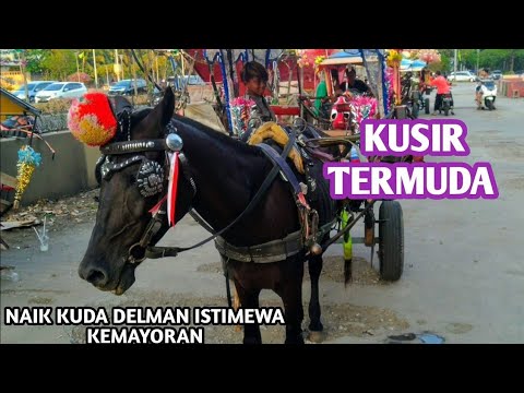 KUDA DELMAN ⭕ Kuda Baron Kusir Masih Muda | Kuda, Kuda Delman Istimewa Kemayoran