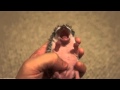 yawning baby hedgehog