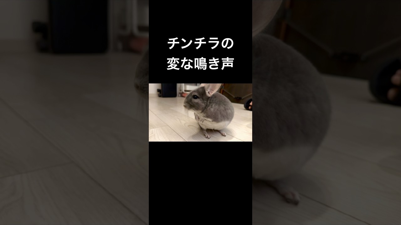 チンチラの珍しい変な鳴き声　#chinchilla