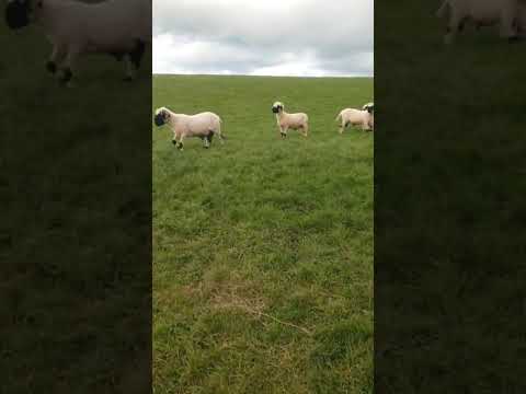5 Valais Blacknose Breeding Rams for sale - Image 2