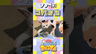 #きょうのコバきち ショート動画【トリックアート2】#コバきち #わくわく魚っちんぐ #おとこぎコバンザメ #コバンザメ #子供向け #vlog #トリックアート #お台場 #東京トリックアート迷宮館