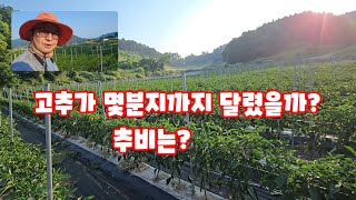 고추 정식 66일 해야 할 일 물공급 추비 관련 괴산청결고추  풀뿌리농장 농사이야기 [고추재배방법]
