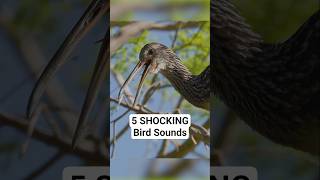 Download lagu 5 Shocking Bird Sounds 😮 #birdsounds #birdcall mp3