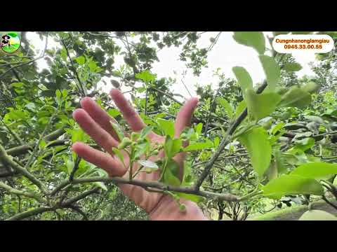 Bưởi ra nhiều chồi lá làm hoa ốm xử lý như thế nào ?