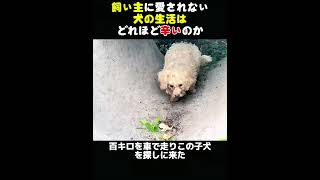 飼い主に愛されない犬の暮らしはどれほど悲惨か... #animals #動物 #動物世界 #犬