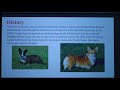 Pembroke Welsh Corgi 2018