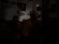 Brooklyn King Vs Liberty And Sasha Influencer S Fight🫢 ️