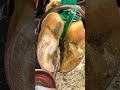 The anatomy of a cow's hoof #insiderscience #cows #hooftrimming #farms #dairycow