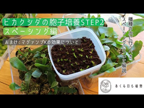 園芸 日本のアワビ胞子性