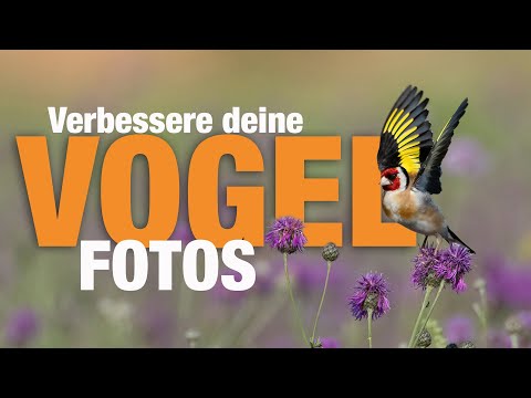 Better Bird Photos - 7 Practical Tips to Improve Your Bird Photography. Tutorial