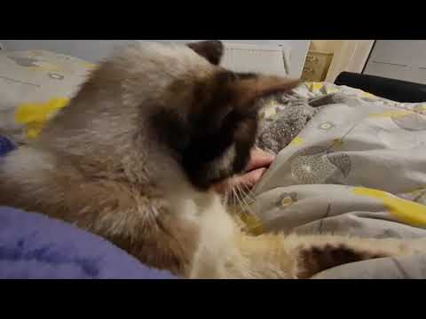 Cat makes silly grumble noises grooming herself